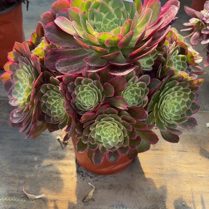 瑞妈多肉植物824.
