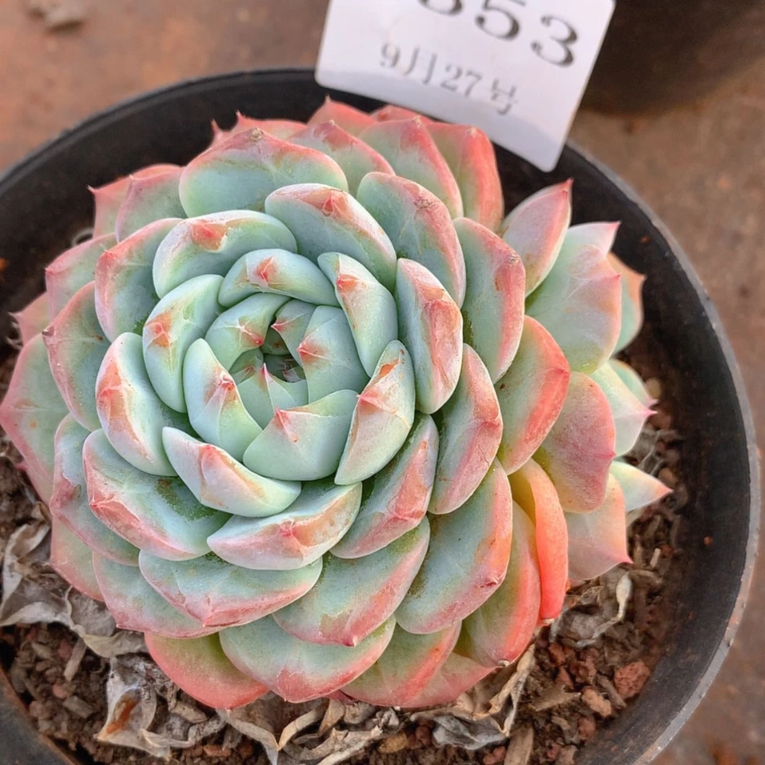【闪购商品】云1353号