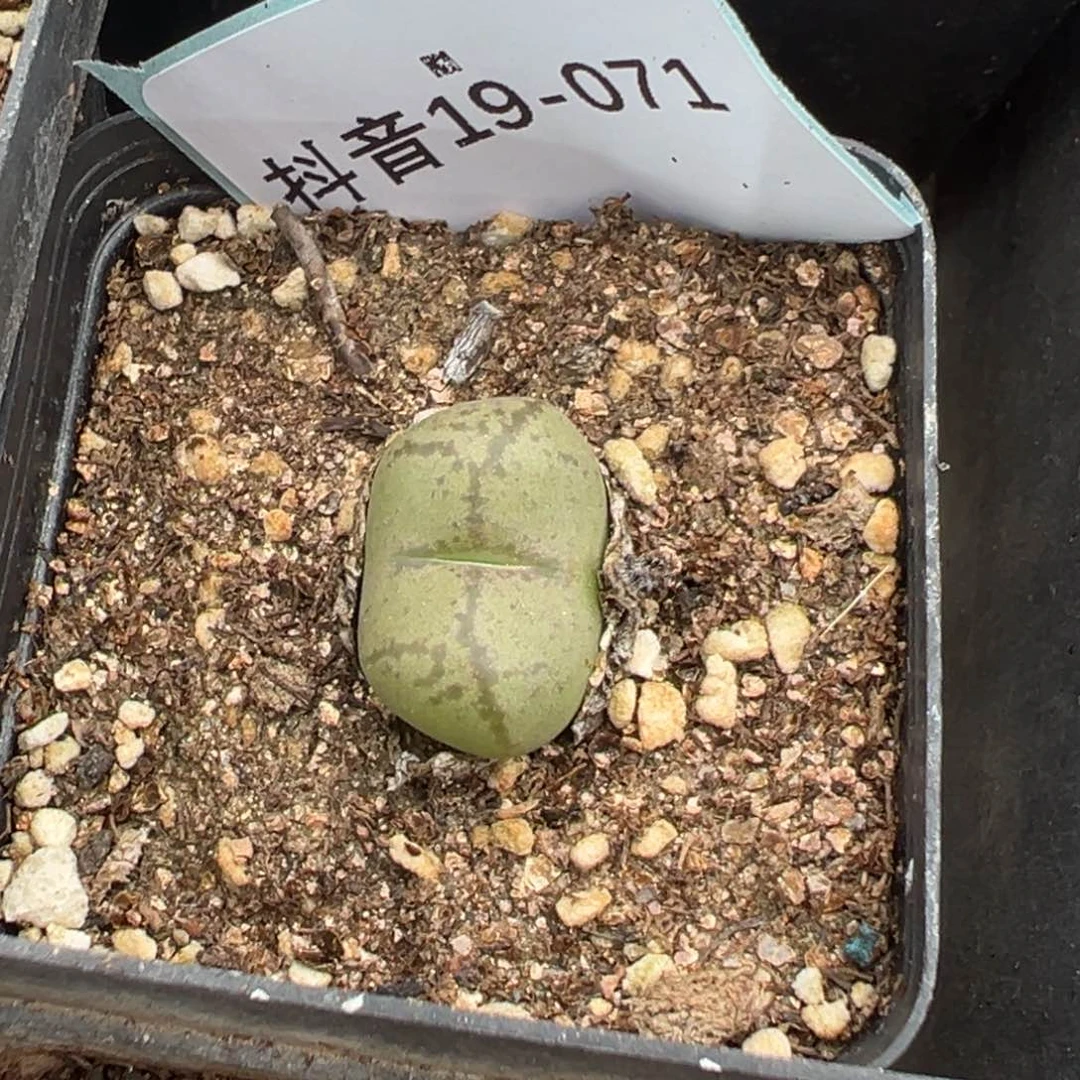 19-71毛杂多肉植物，