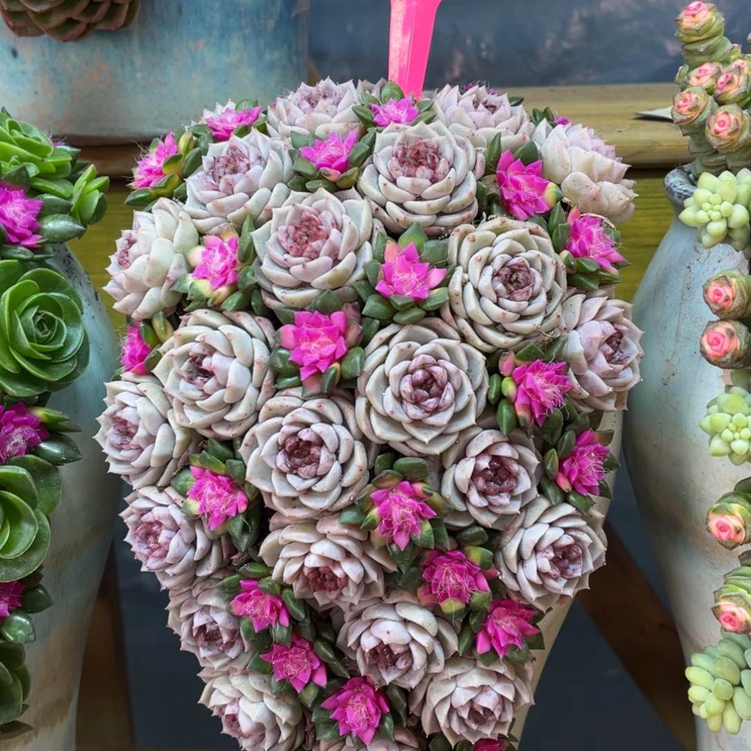 这个是真的很好看027