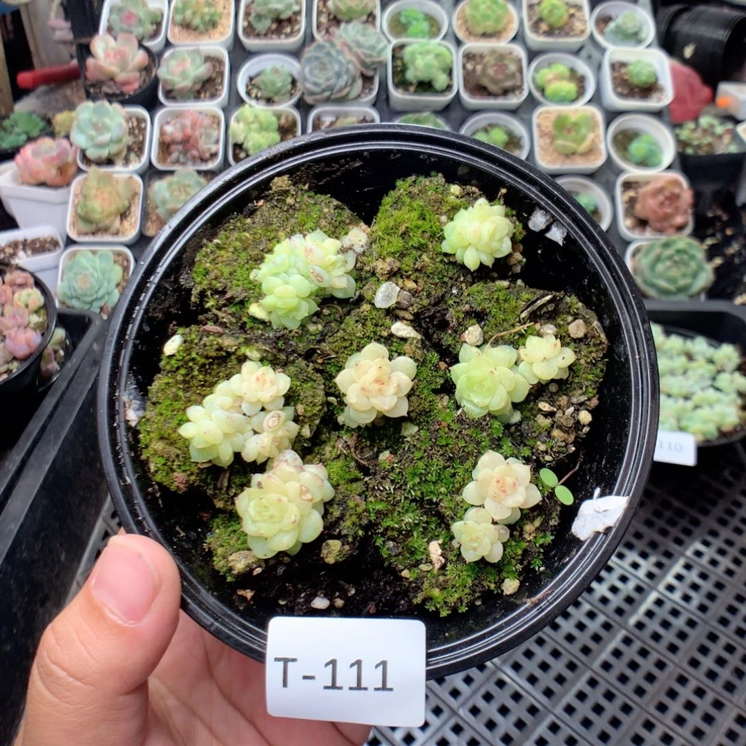 无花朵T111英语英语