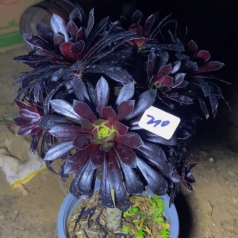 魔法师多肉植物210多肉不包断