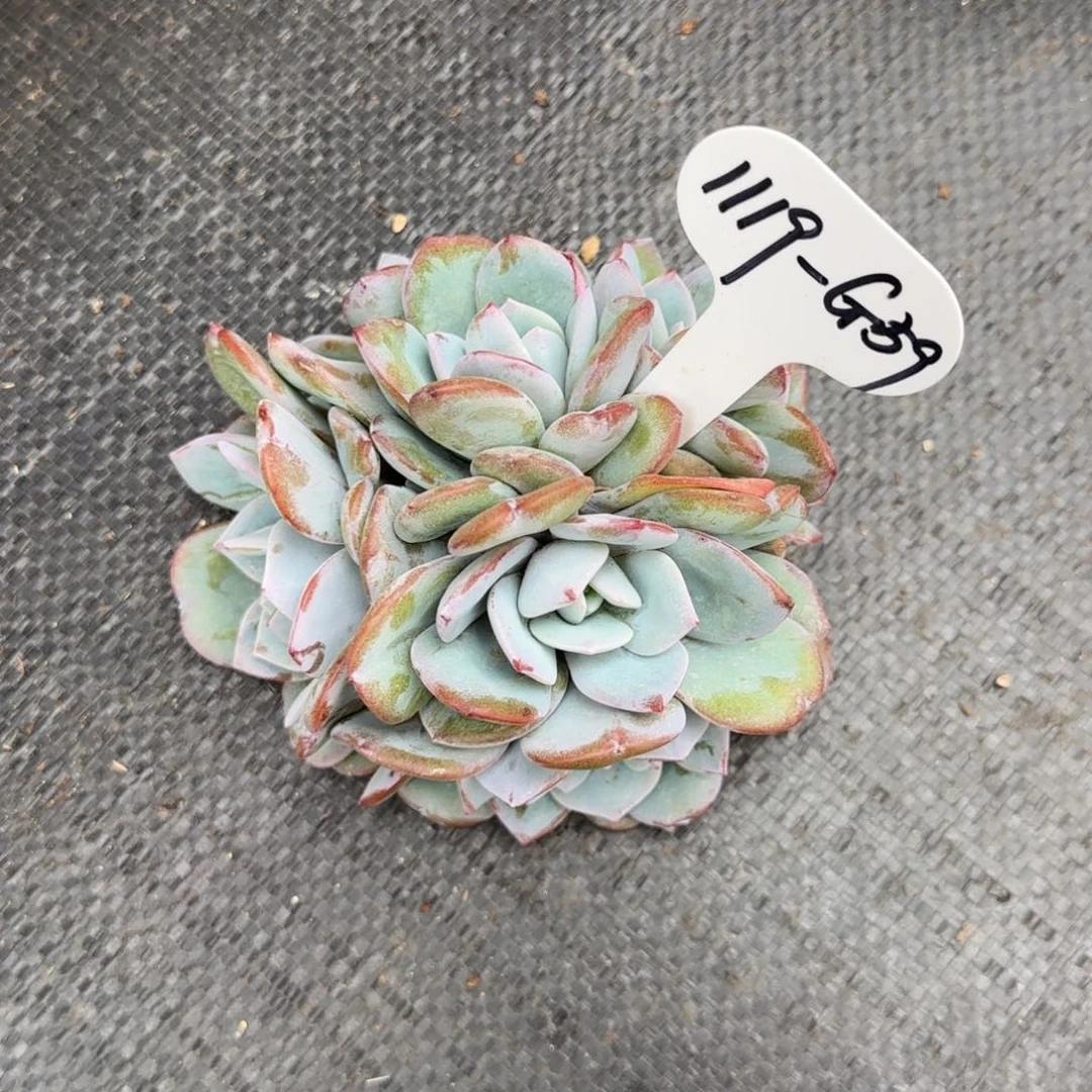 留***你G59啊阿啊阿啊阿啊