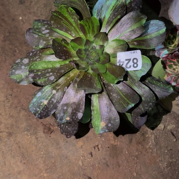 824花斑鹿多肉植物不售后