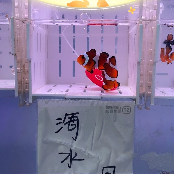 海水鱼精品黑边公子