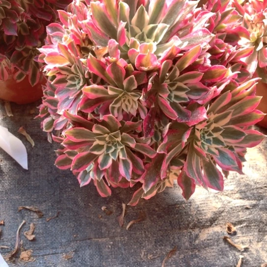 多肉植物女巫289