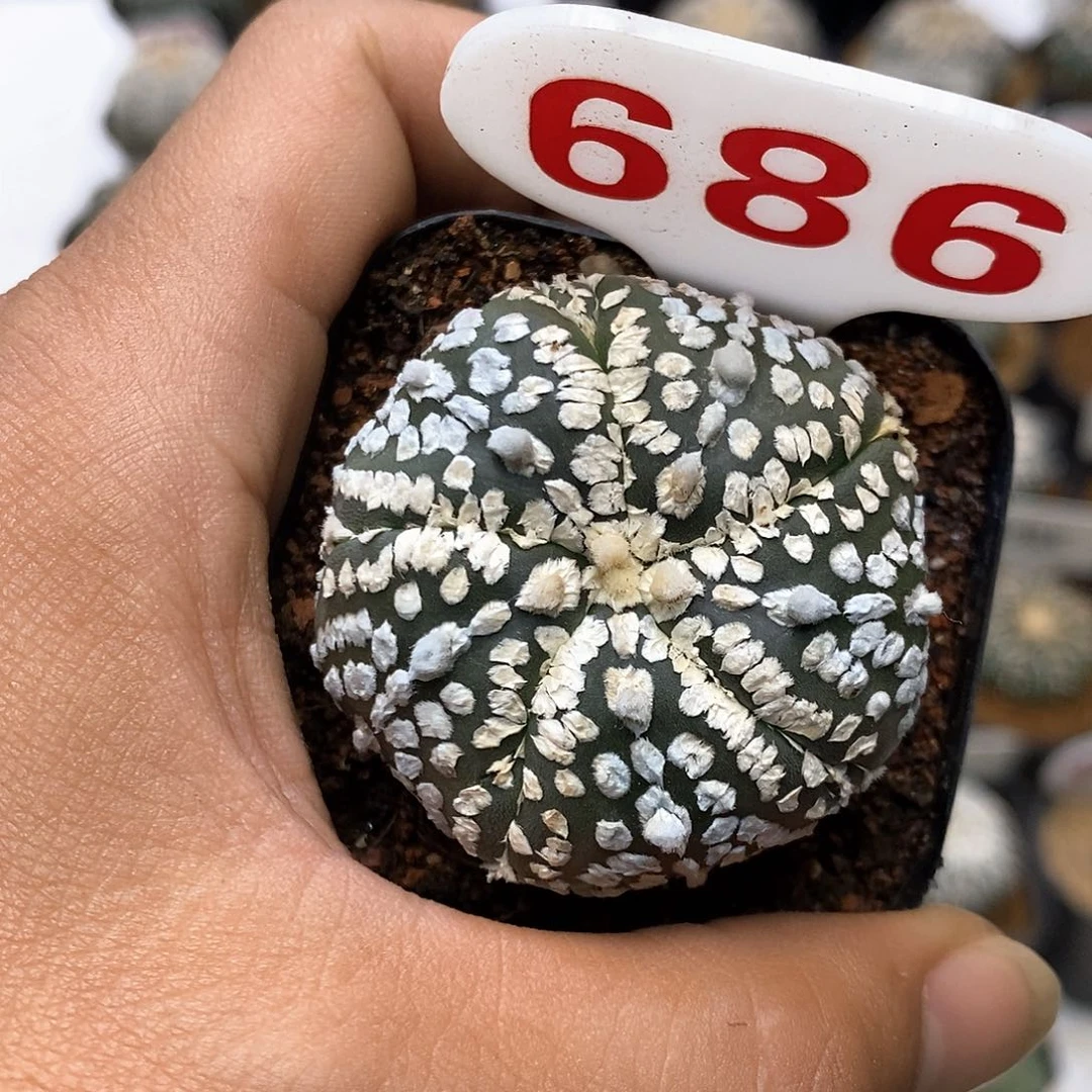 686福利特价咯打榜加油