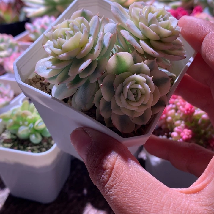 青岗锦群生覆轮有根