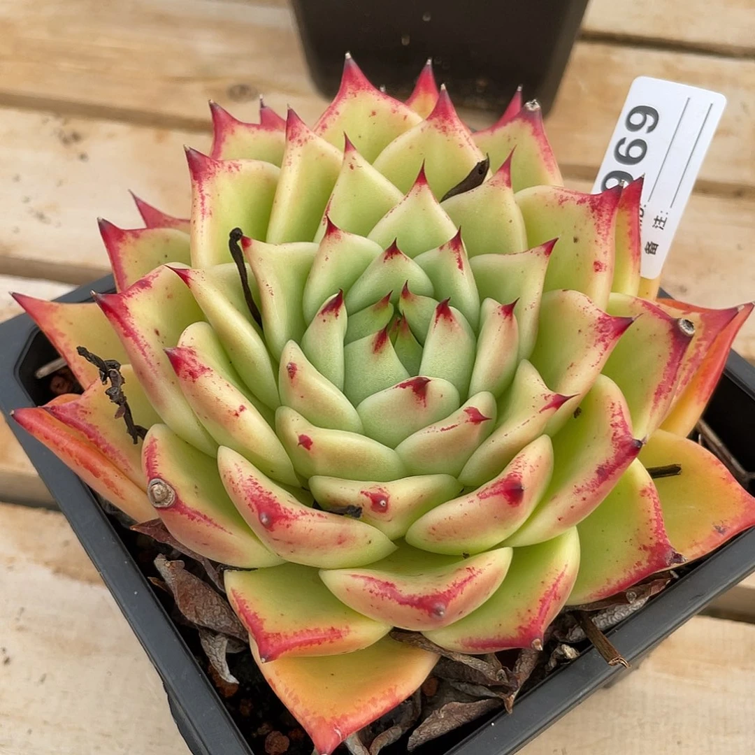 若如东云单拍E969