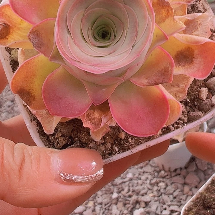 山地玫瑰多肉植物190