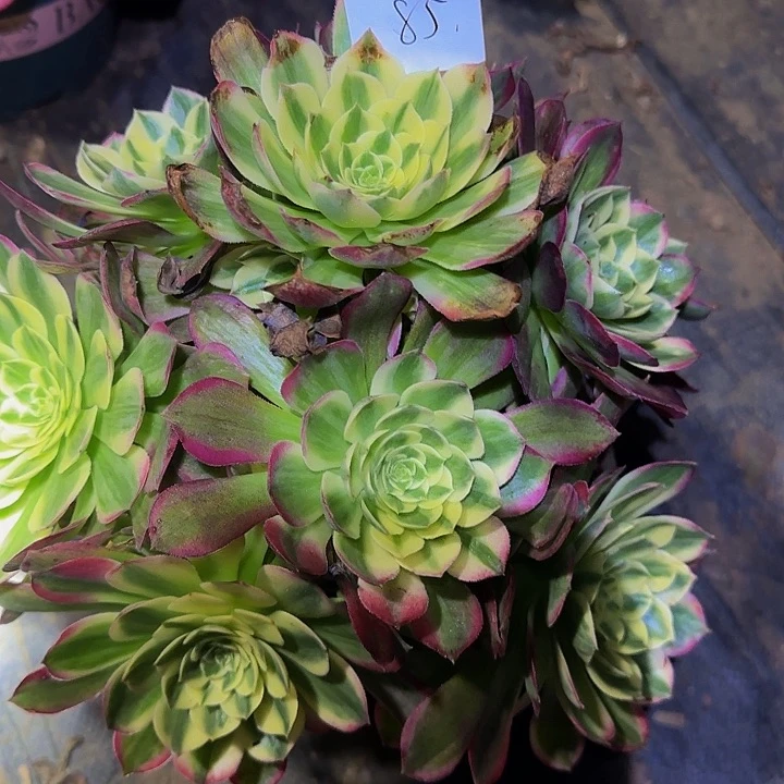 J****.精品海王捧花福利85