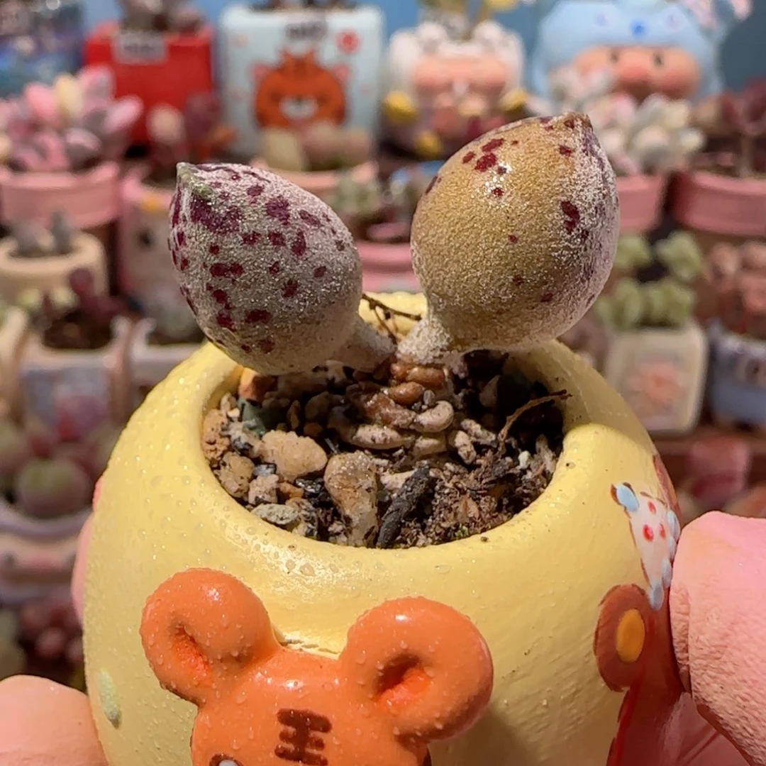 粉海豹   盆口3cm