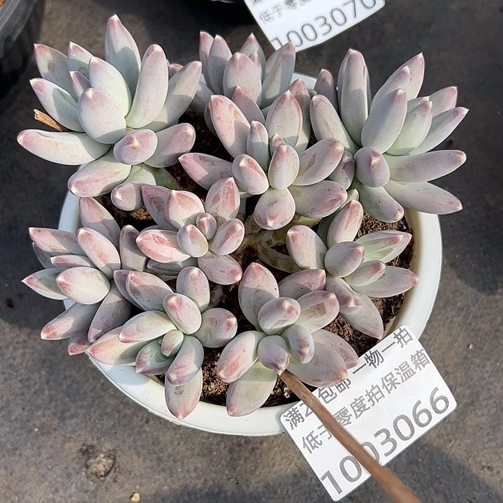 1003066 松果美人群生无砍多头8头