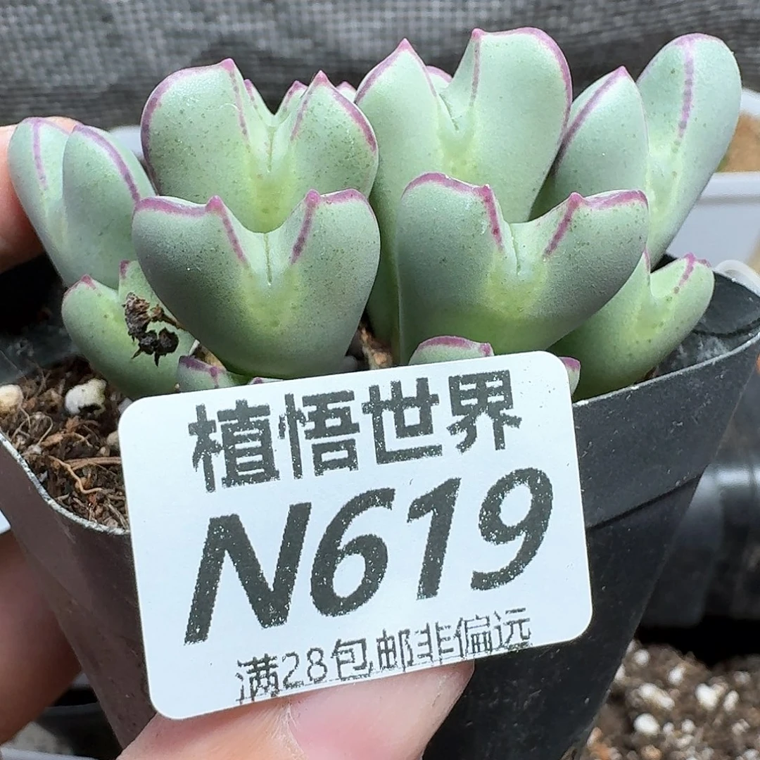 多肉植物的润泽法v