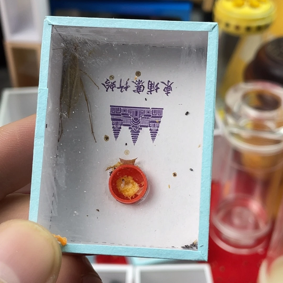 福利竹岭柬埔寨一只