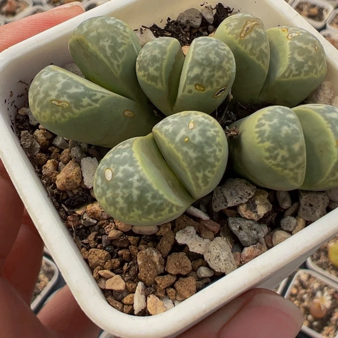 752多肉植物种类多样