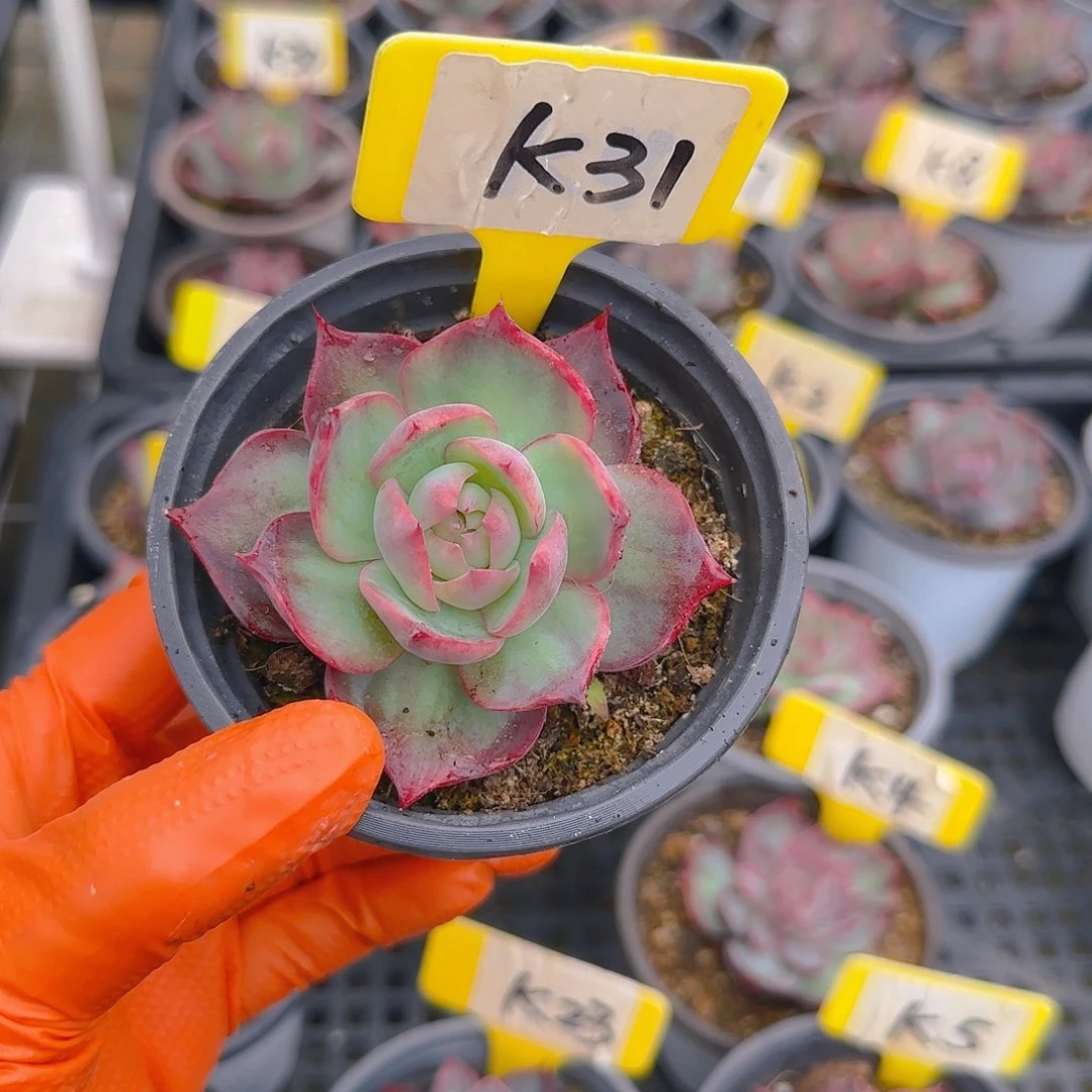 L***"K31惊鸿单头多肉