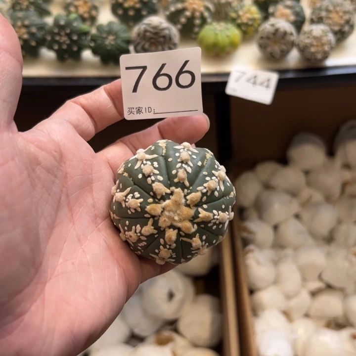 曦***8兜星球仙人球766号