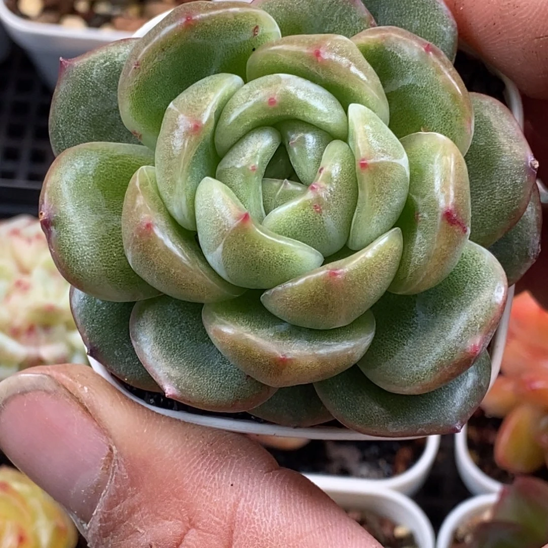 天官赐福百无禁忌