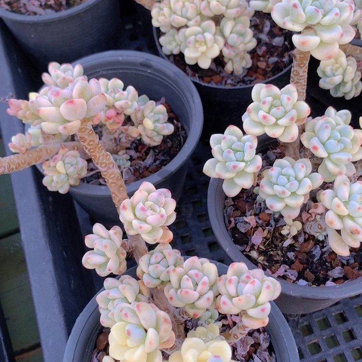 劳尔锦老桩脱土发