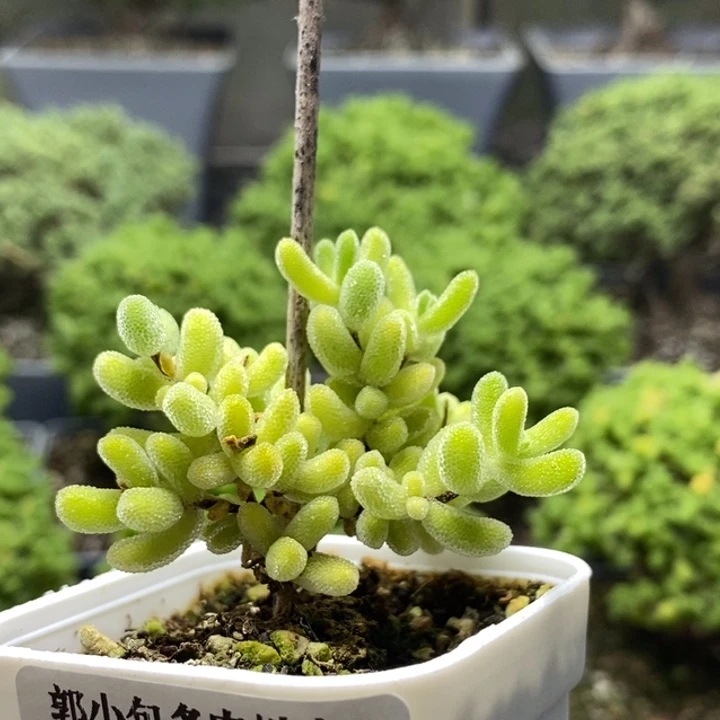 冰橙7877枝干番杏