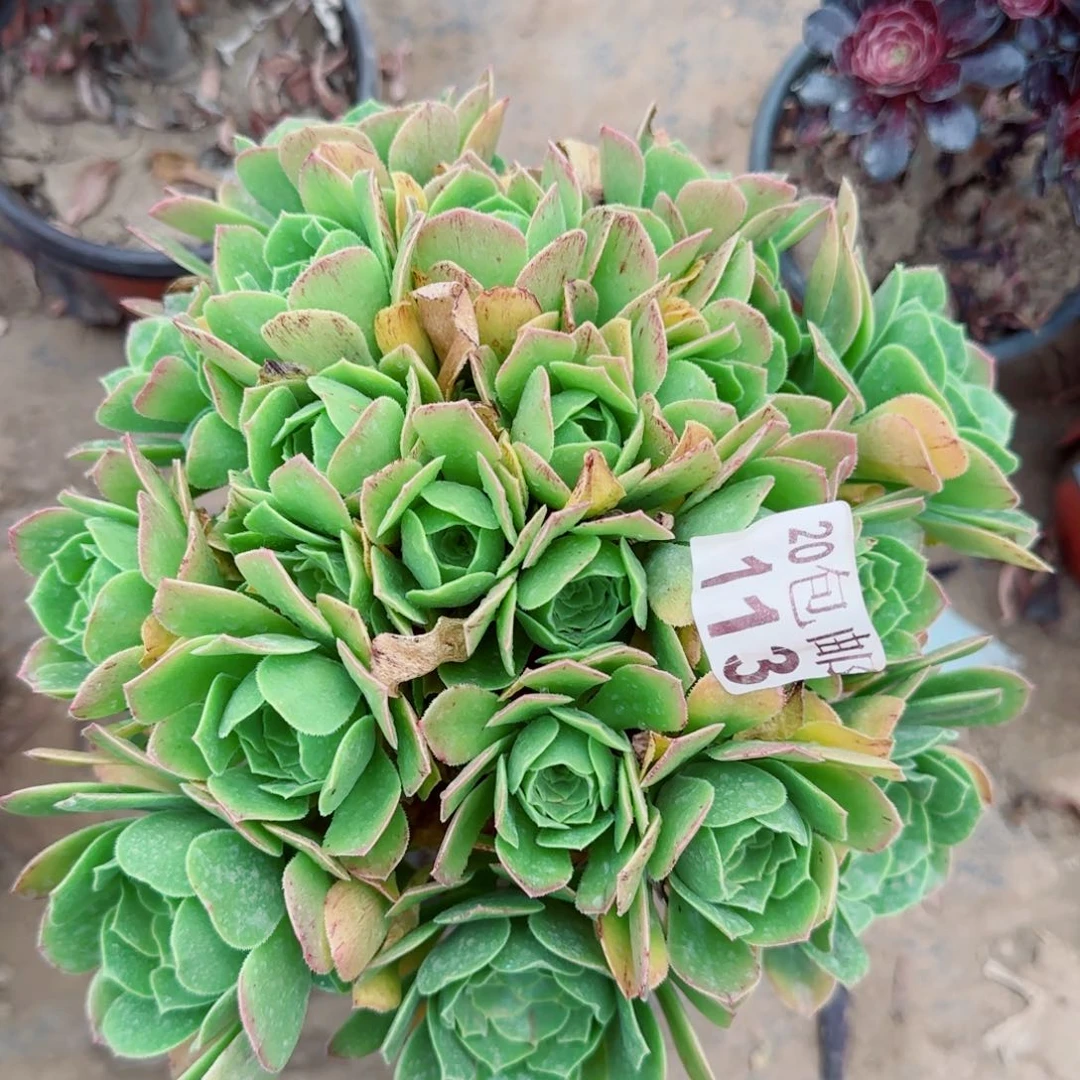 绿羊绒多肉113满20包邮断枝不包