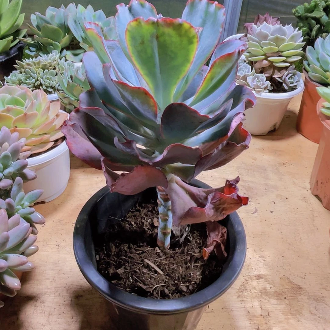 霞***姐0000000000000000535