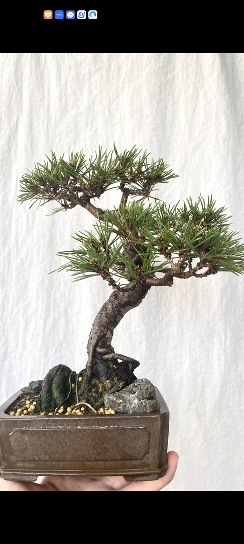 黑松庭院绿植一物一拍