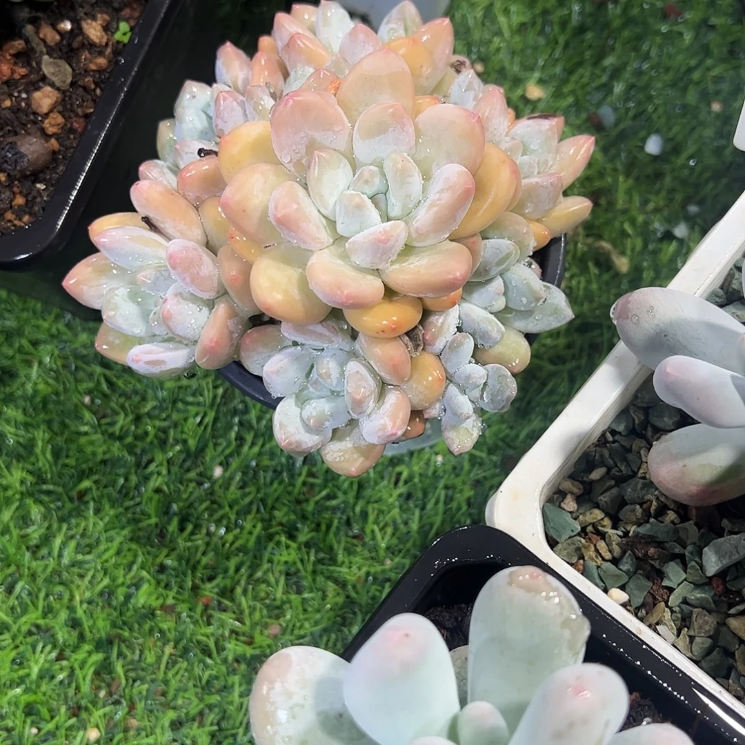 香水捧花多肉植物