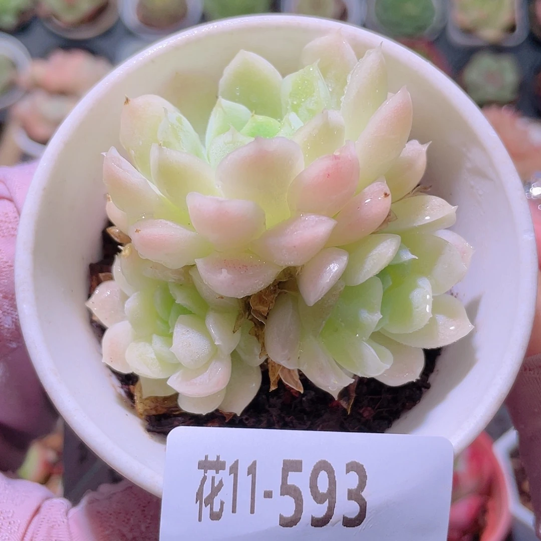花利美11-593白月影