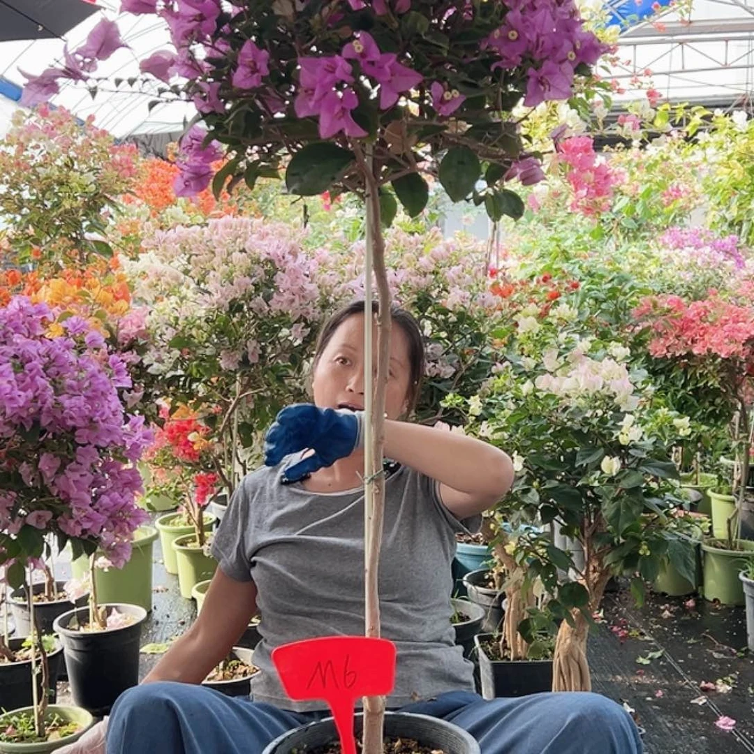 细***流大部分花苞少量开放M6巴西紫