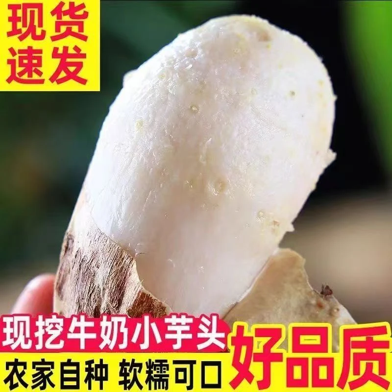 【坏了包赔】【地头价】鲜芋头新鲜农家香芋头粘糯芋艿毛芋头牛奶芋头