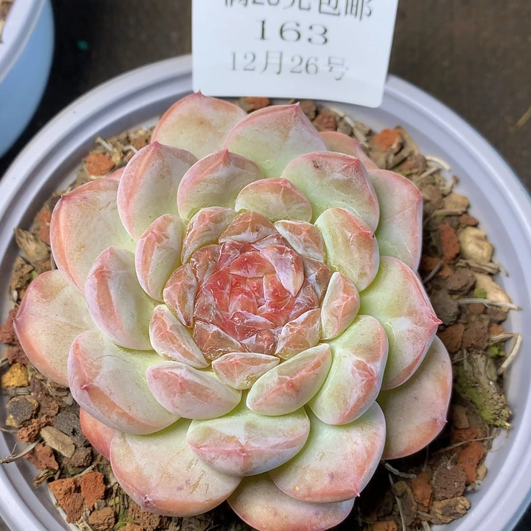 【闪购商品】云163号糖心冰魄8厘米