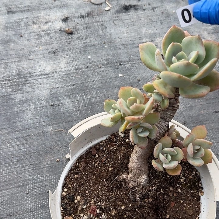 悠**?047白凤脱发货不退不换