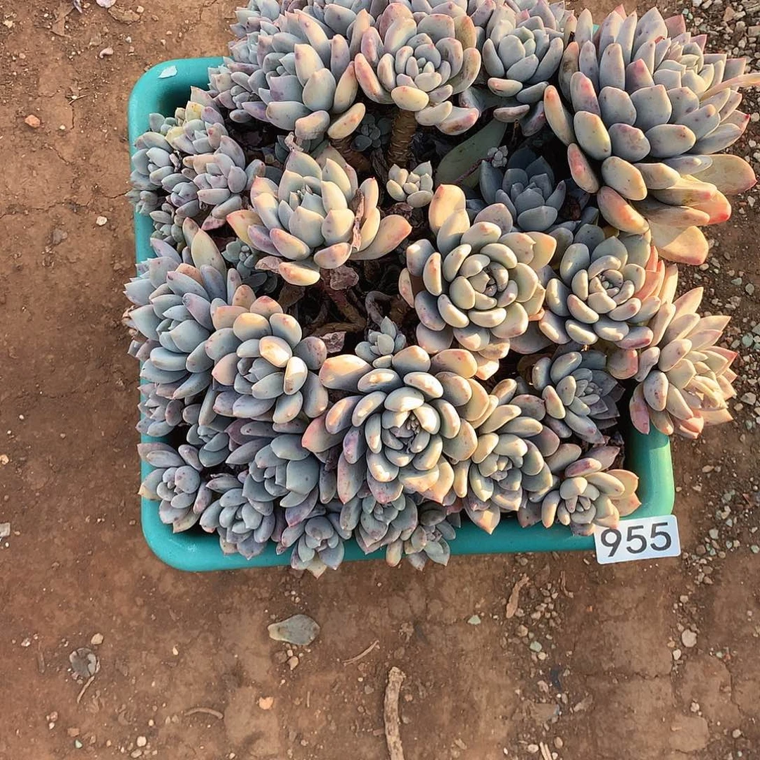 955 一物一拍多肉