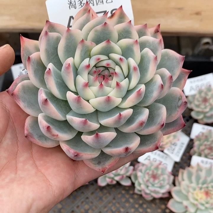 吉娃娃多肉植物A878