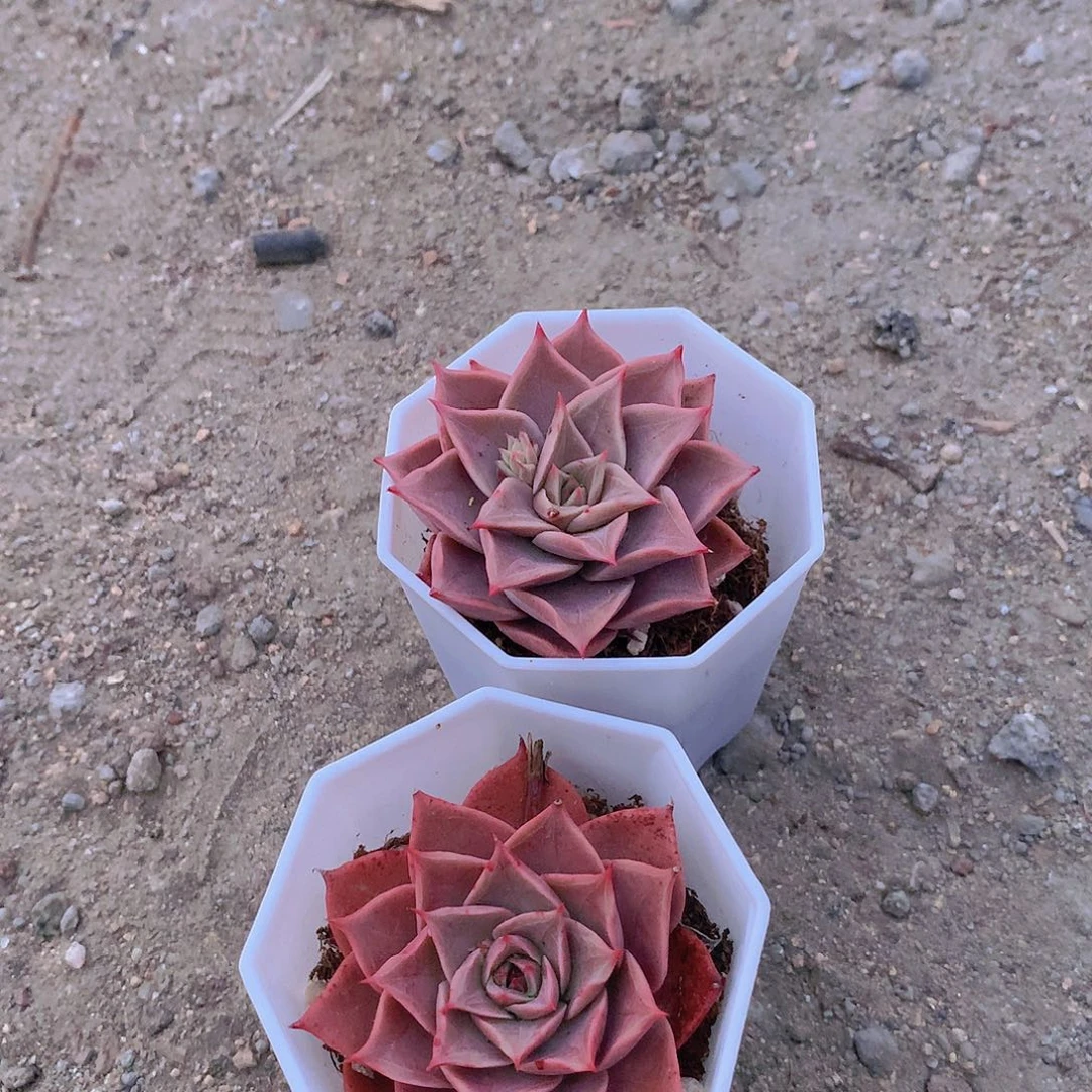 两颗科西嘉玫瑰单头3356678889