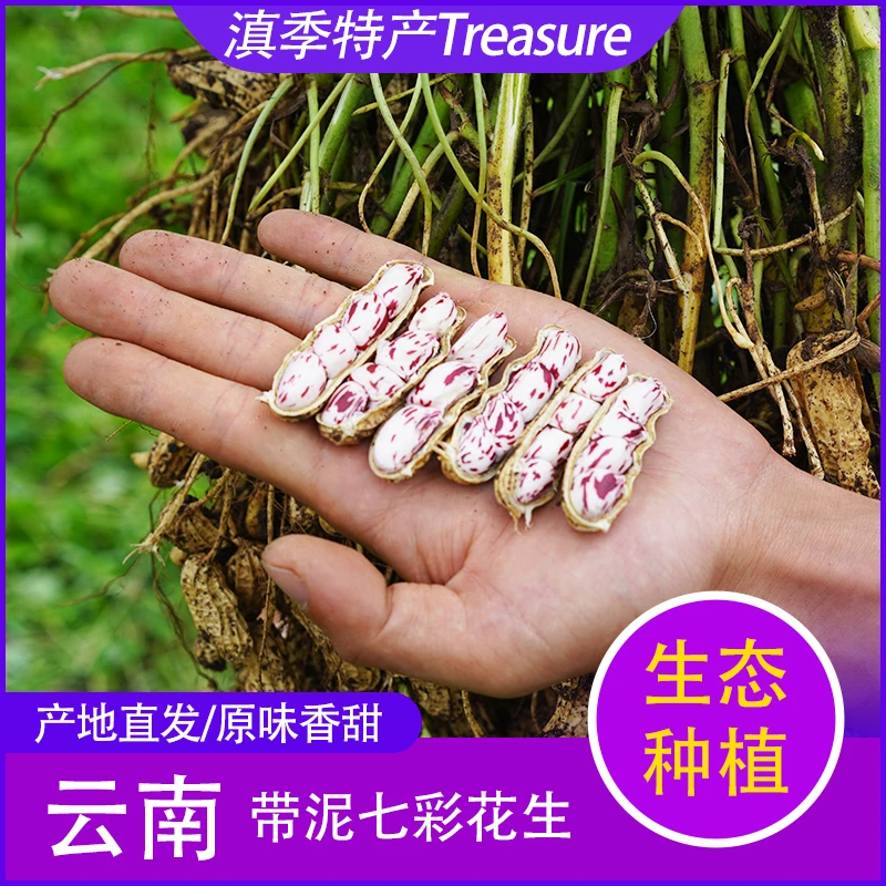 云南新鲜七彩带微微泥花生现挖现发可水煮水果花生