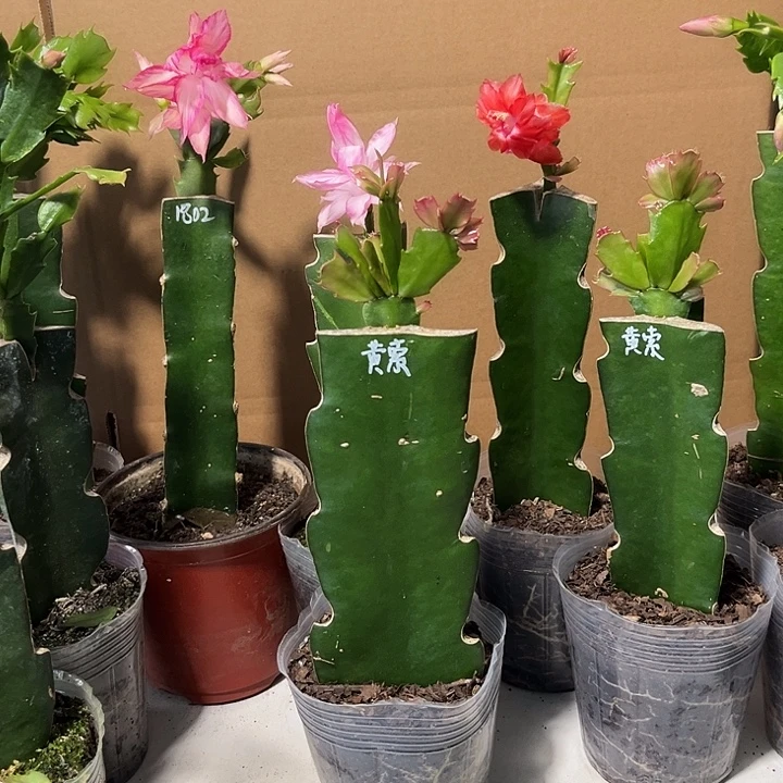 细***雨当前无花栽培后可以开花黄索