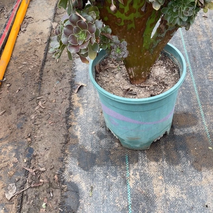 16玫瑰缀多肉多肉多肉植物