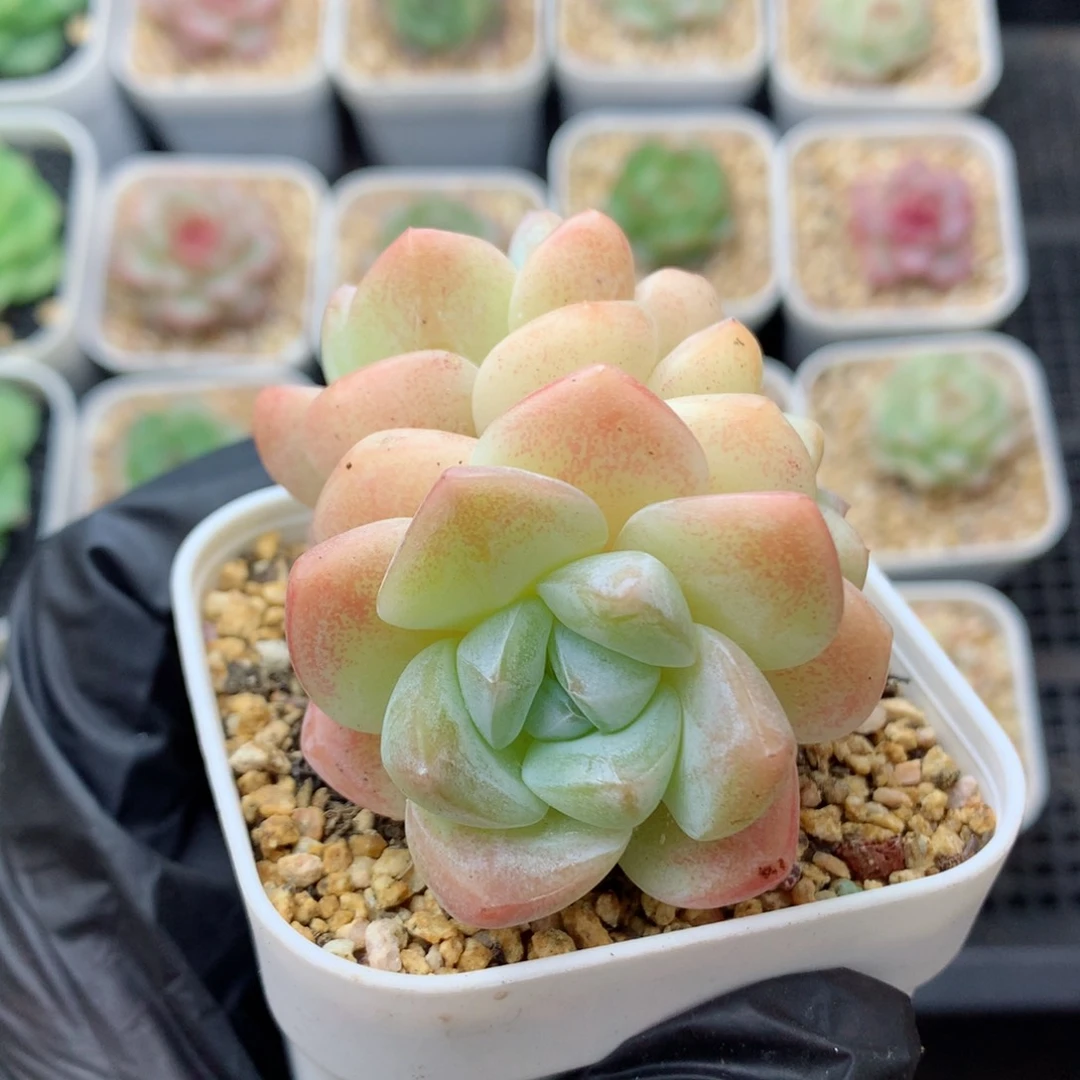 58包邮  群生不包整冰玉125