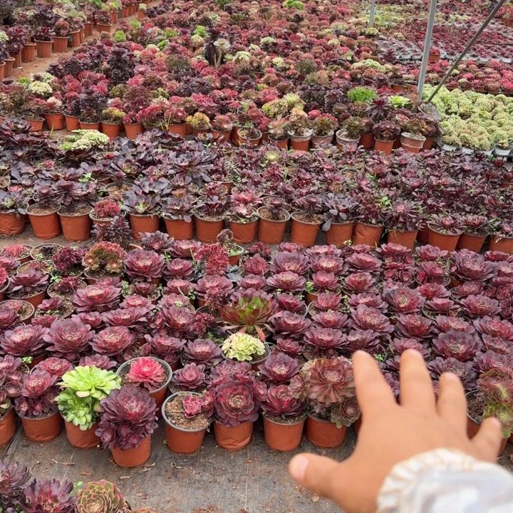 五颗不同品种发货