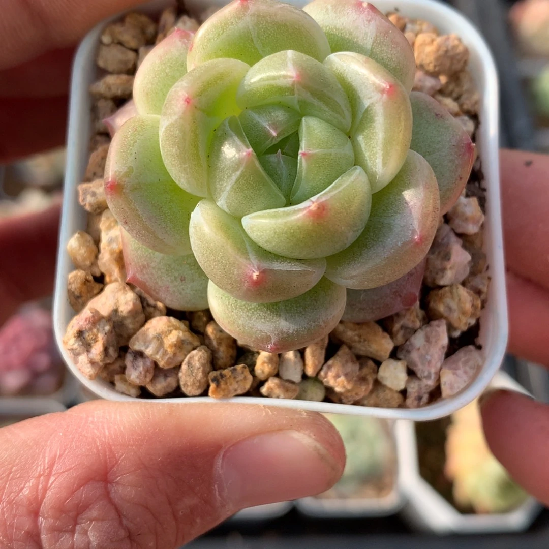 油面。    包子麦秆杂珍妮。    34号