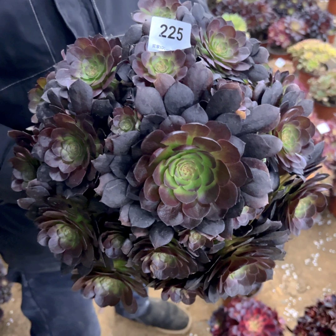 225黑魔多肉植物