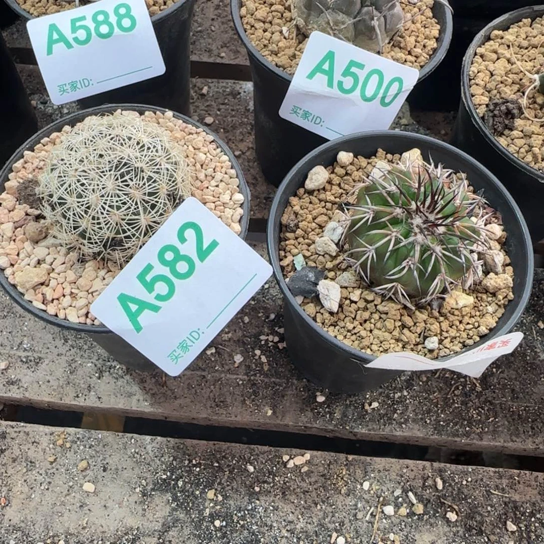 喜***️圆盘玉 海胆 实生582 598