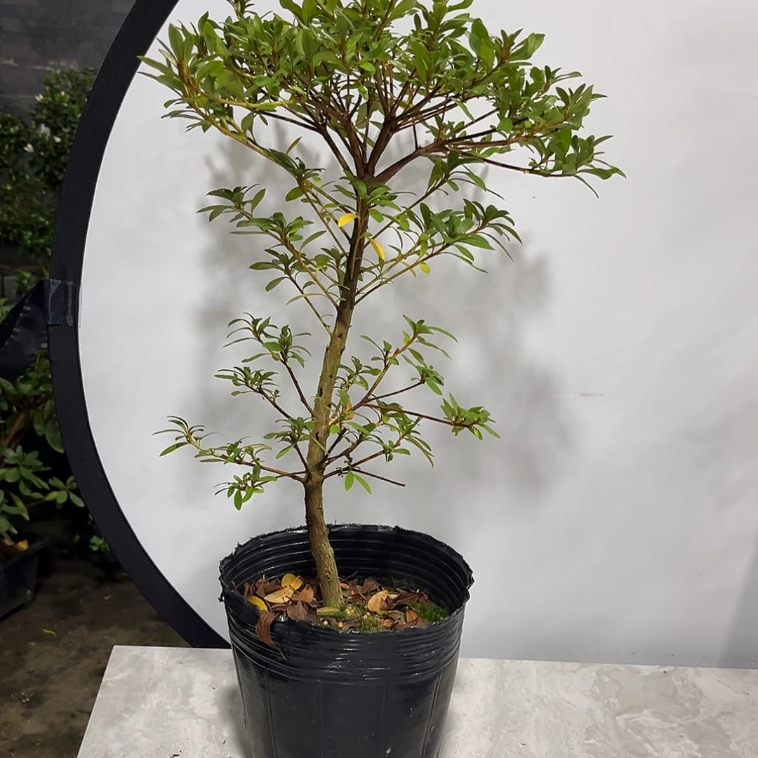 好***人完全开放千裕杜鹃