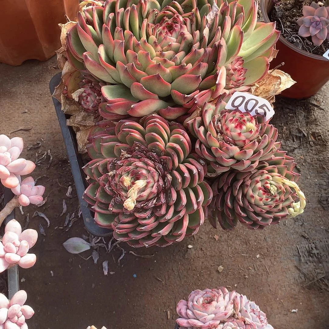 005 一物一拍多肉！