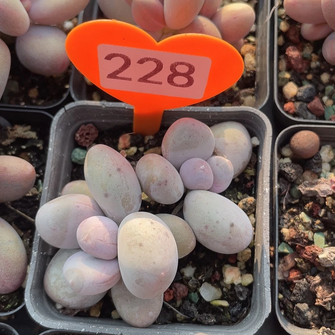 脱土发货 7口盆 大叶奶