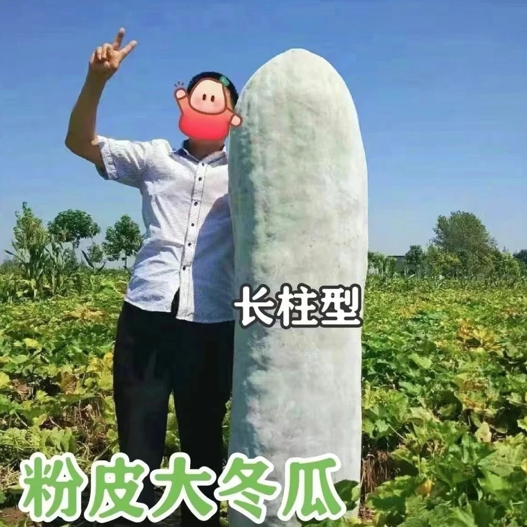 【粉皮大冬瓜种子】家庭阳台小院四季种植盆栽地栽易种易活