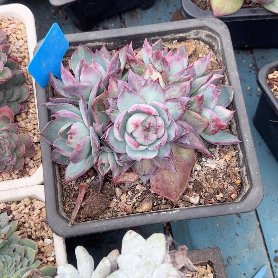 精品多肉植物老桩